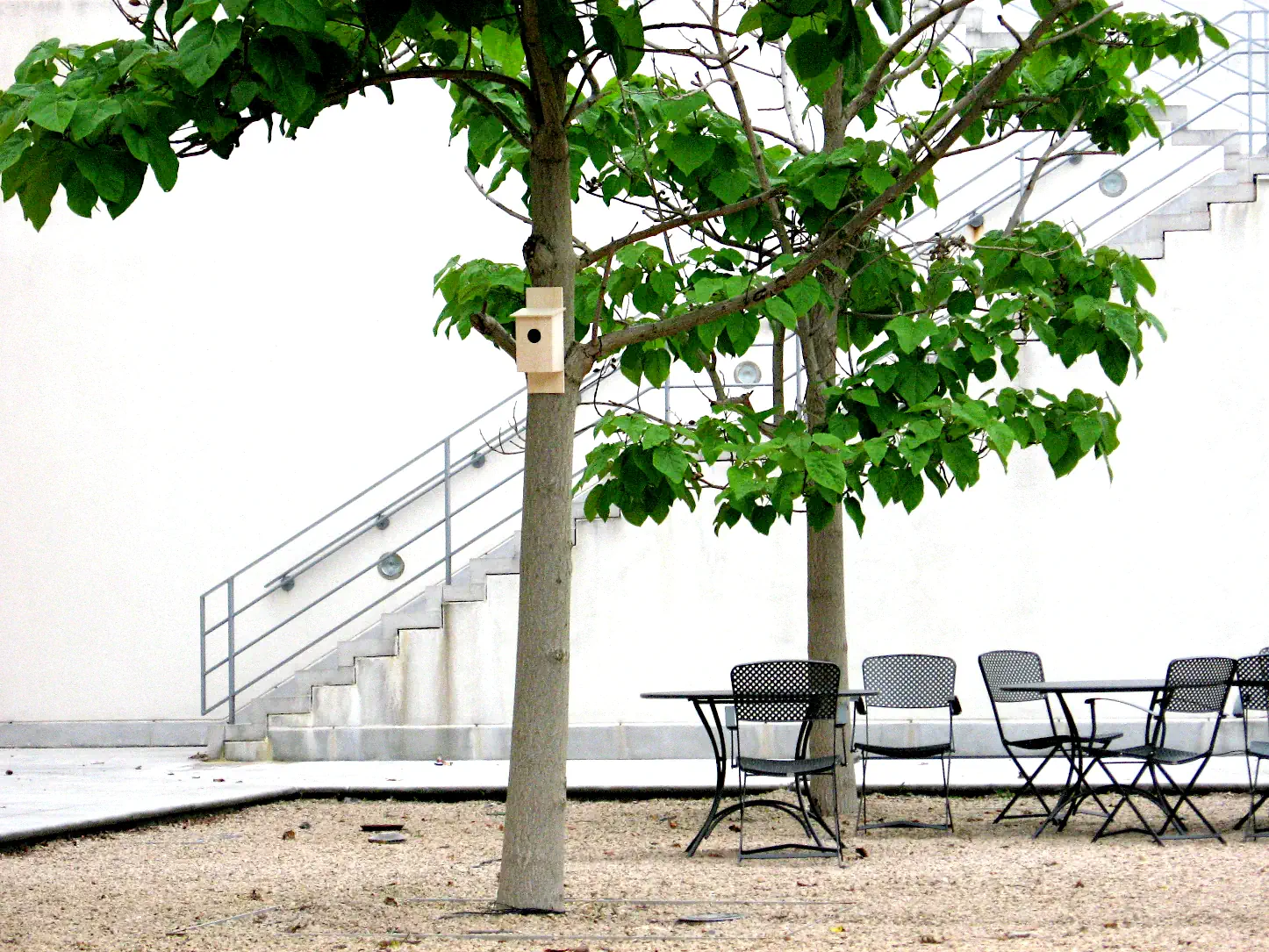 Bird box installation in a tree in the courtyard of the Saïd Business School, Oxford, 2007