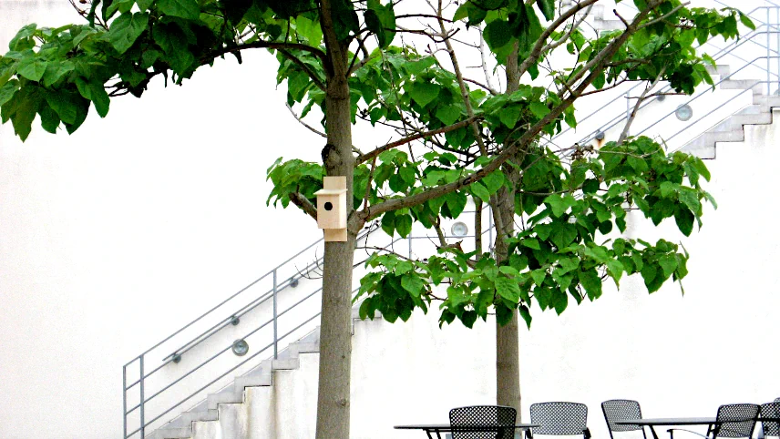 Bird box hanging from a tree, from An Audience with the Trees (2005)