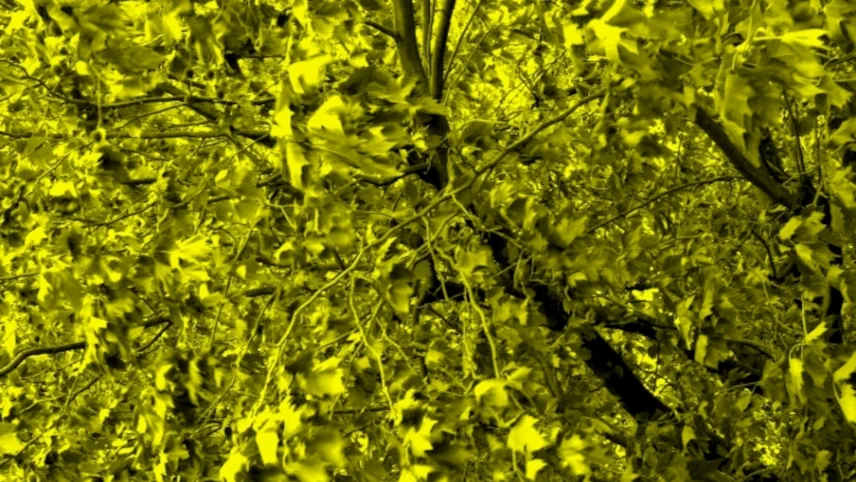 Photograph of tree canopy, foliage rendered in vivid yellow