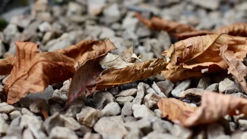 Close-up photograph of dry brown leaves scattered on grey gravel, shot at ground level with shallow depth of field