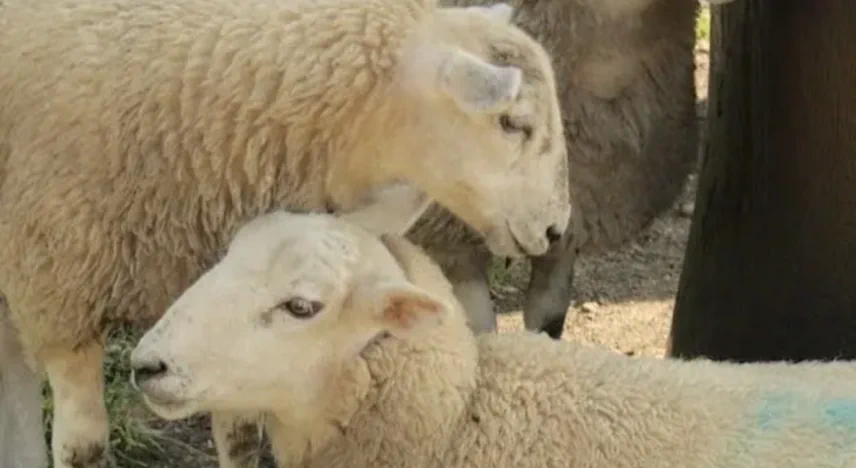 Three white sheep standing and lying in dappled sunlight at the base of large dark curved bronze sculpture forms, on closely cropped grass