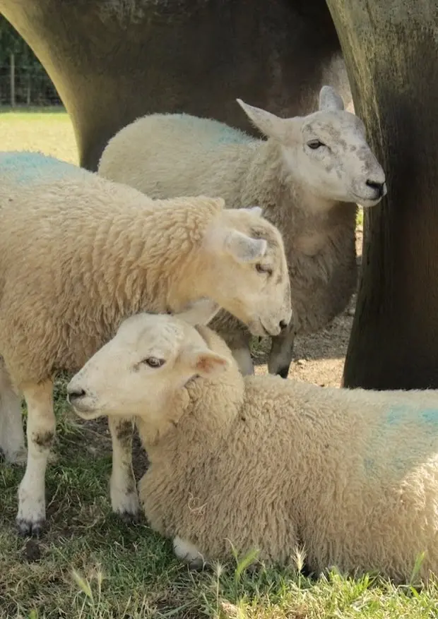 Sheep at Perry Green, Hertfordshire