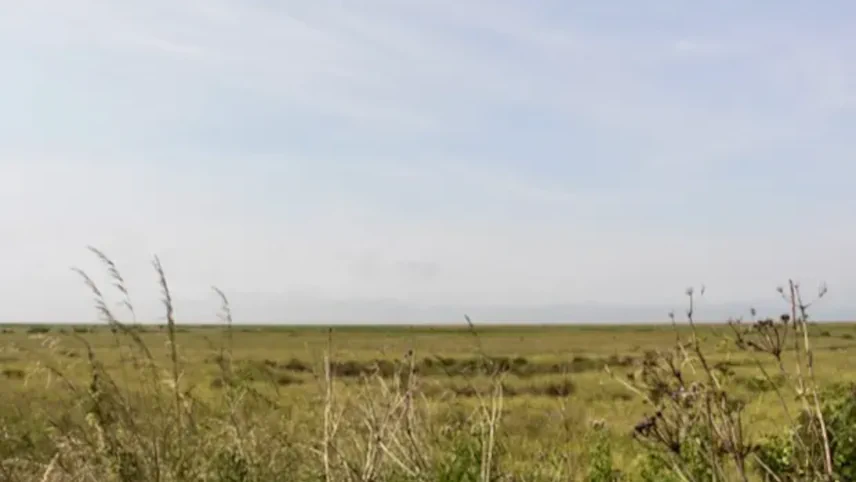 A wide flat coastal marsh landscape under a pale blue sky, with dried seed heads of cow parsley in the foreground and a distant low shoreline on the horizon